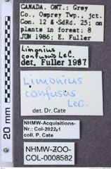 Etiketten zu Gambrinus confusus (NHMW-ZOO-COL-0008582)